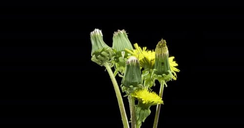 Zeitraffer beim Öffnen einer Pusteblume, Nahaufnahme, Makroaufnahme einer blühenden Blumengruppe, Zeitlupe