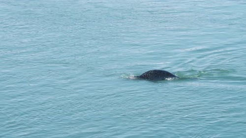 Solitary harbor seal swimming in calm sea and diving underwater.