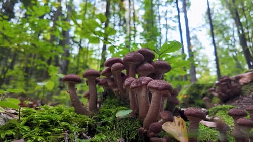 Cluster of Brown Mushrooms Growing on Moss