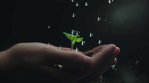Woman Hands Holding Green Seedling Water Drops Falling on a Sprout Leaves Over Soil in Slow Motion