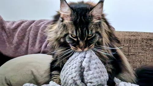 Maine Coon Cat Relaxing on a Couch