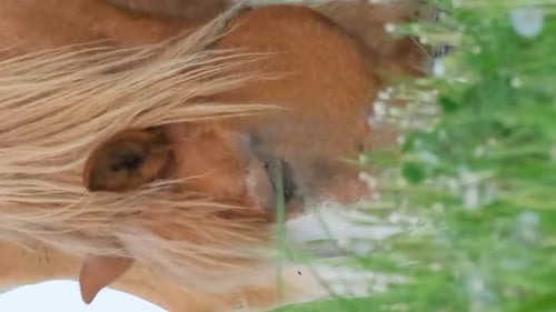Closeup Image of a Red Horse with a Small Foal Grazing in a Summer Pasture Vertical Video