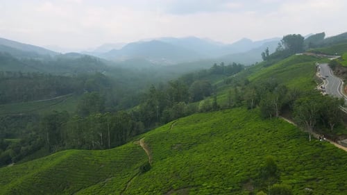 Vue aérienne par drone des magnifiques jardins de thé de Munnar surplombant les sommets des montagnes brumeuses