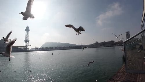 Slow Motion of Some Seagulls Flying in the Port of Barcelona