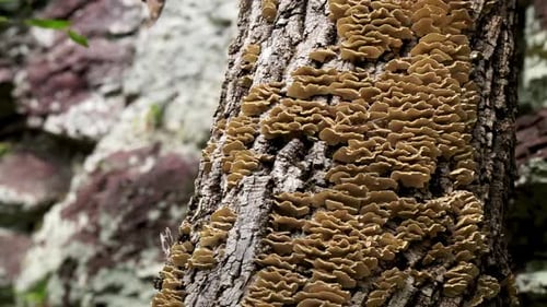 El hongo cola de pavo (Trametes versicolor) crece en el tronco de un árbol.