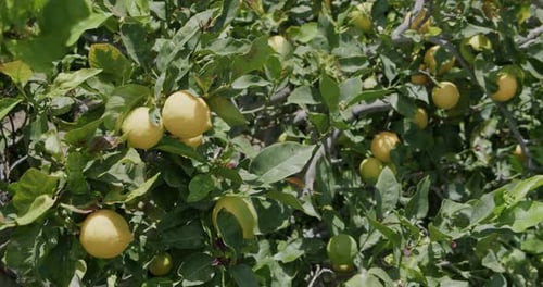Juicy ripe lemons on a tree in the wild, Amalfi coast, Italy