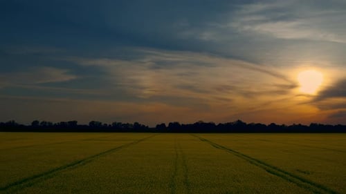 Drohnen-Weizenfeld mit Straßenlinien im ländlichen Land Golden Sunset