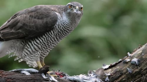 Macro close up of Wild Northern Goshawk(Accipiter gentili) biting prey after hunt in nature - slow m