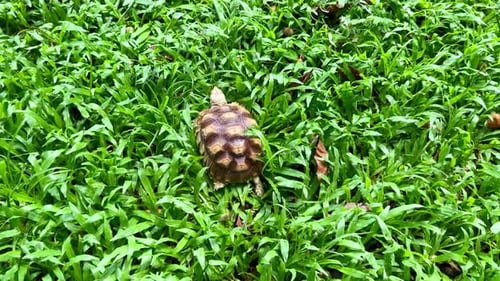 Tortoise. World Animal Day.