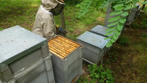 Beekeeper using smoker to calm the bees and moving a hive box