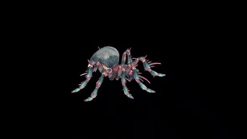 Wild Spider inactif