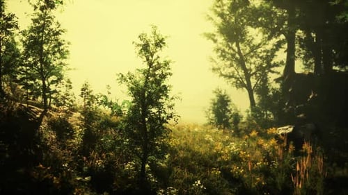 Serene Forest Landscape During Early Morning with Mist and Wildflowers