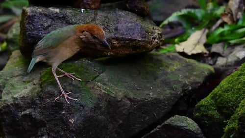 The Rusty-naped Pitta is a confiding bird found in high elevation mountain forests habitats, there a