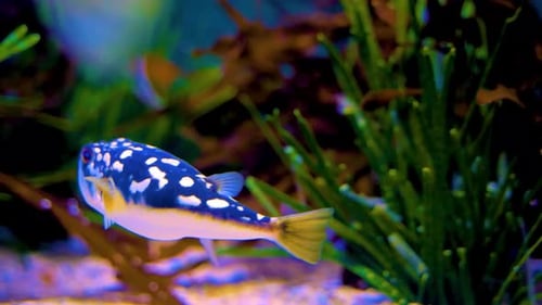 A Kaleidoscope of Colors: Discovering Sea Fish in Clear Water 4K