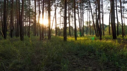 Sonnenuntergang im Wald zwischen den Bäumen Zeitraffer