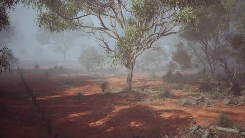 Serenity Unveiled Eucalyptus Grove Amidst the Enigmatic Tapestry of Earth