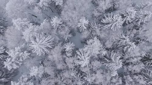 Aerial view looking down on snowy forest trees in winter. Drone shot capturing frost and snow