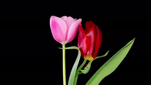 Pink and Red Tulips on Black Background