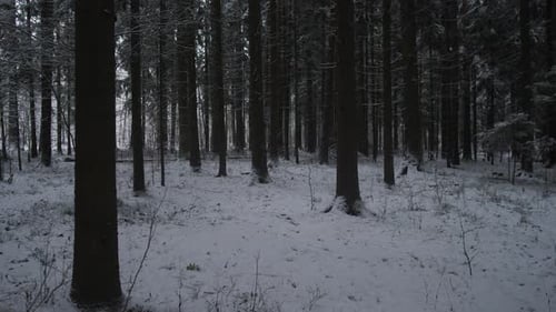 Snowcovered Forest Floor and Dark Trunks Ranger Patrol Perspective Through Quiet Pine Grove
