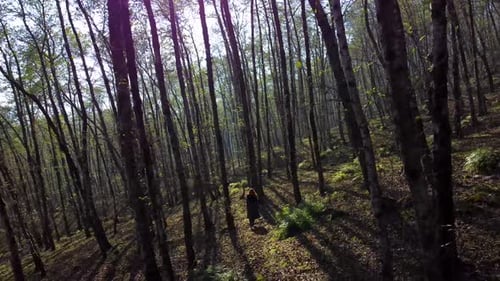 Beautiful sunset golden color light in forest a woman is walking in the woods peaceful adventure hik