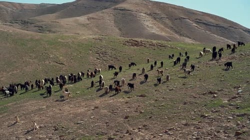 Shot of a group of crowded goats on a hill in the Judean desert, with mountain in the background, Is