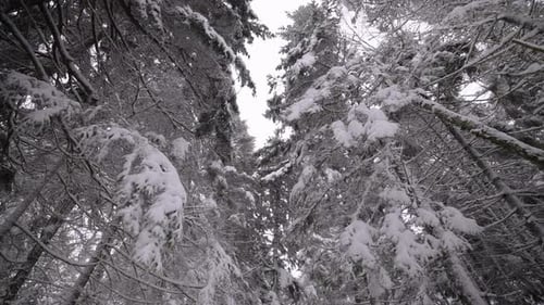 Snow Covered Trees in a Tranquil Winter Forest