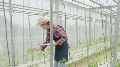 Woman Farmer Checking Tomato Plants in Greenhouse