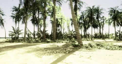 Lush Tropical Landscape with Palm Trees and Vibrant Greenery By the Beach