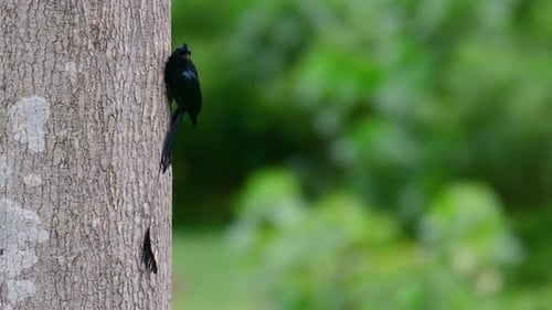 El Drongo mayor de cola de raqueta es conocido por su cola que parece una raqueta; es muy inteligente