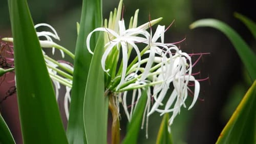 A close up of a flower