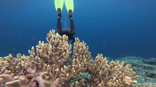 Diver Exploring Coral Reef in Tropical Ocean