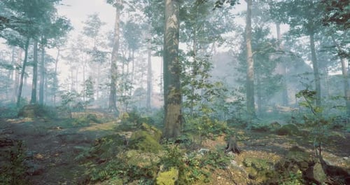 Misty Forest Landscape with Lush Greenery and Towering Trees in the Morning