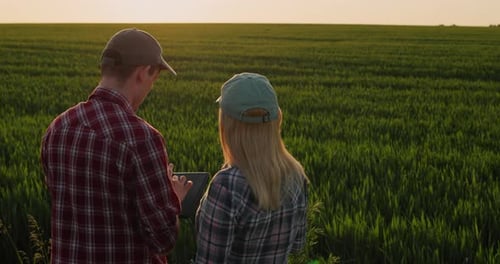Two Successful Farmers Communicate Near a Wheat Field at Sunset Use a Tablet