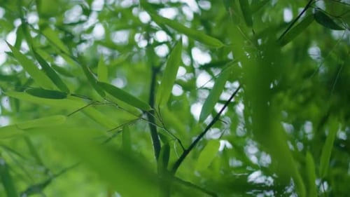 Cinematic View Of Forest Tree and Green Nature