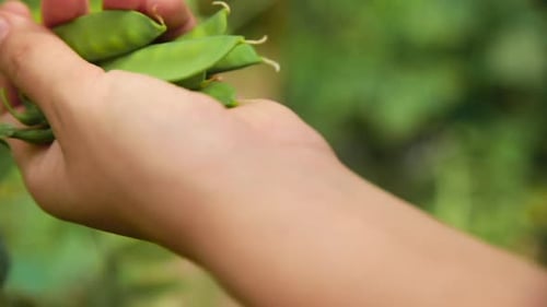 Young white female hands with harvesting snow peas (close up).