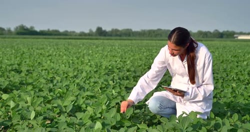 A plant specialist, checking the field soy, in a white coat makes a test analysis in a tablet, a b