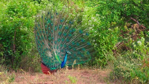Peacock Displays Colorful Plumage in Lush Nature