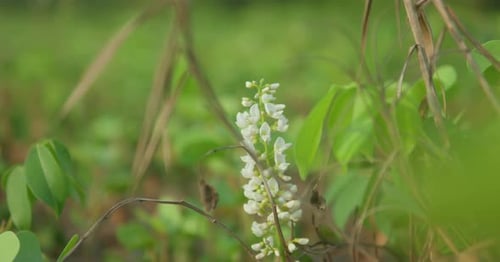 Close-up of white wildflowers gently swaying among vibrant green foliage