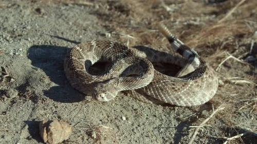 Rattlesnake Coiled on Desert Ground