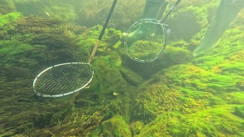 Underwater view of research nets used to catch salmon fry in clear river in Norway