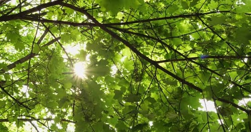 Raios filtrados por folhas largas de plátano criando uma atmosfera refrescante
