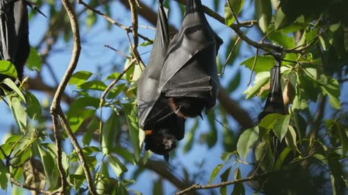 Schlafende Flugfüchse, die kopfüber in einem Baum schlafen