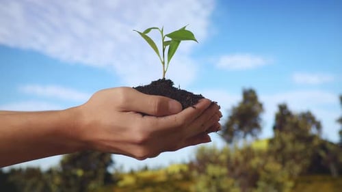Close Up Of Black Dirt Mud With A Tree Sprout In Farmer's Hands Holding In The Forest