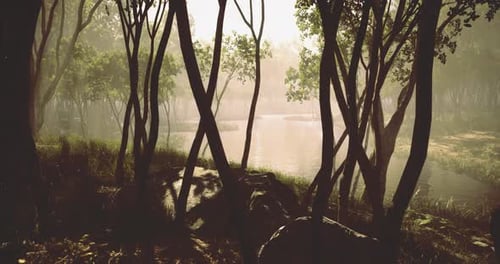 Sunlight Filters Through Trees By Tranquil Water in a Serene Forest Setting