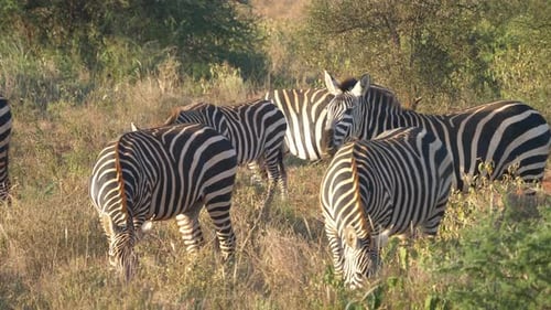 Close-Up of Zebras Standing and Grazing in African Savannah.