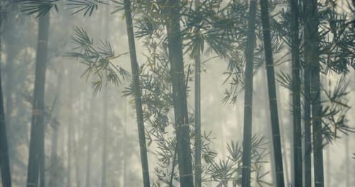 Bamboo Forest Shrouded in Mist Creates a Serene and Calming Atmosphere