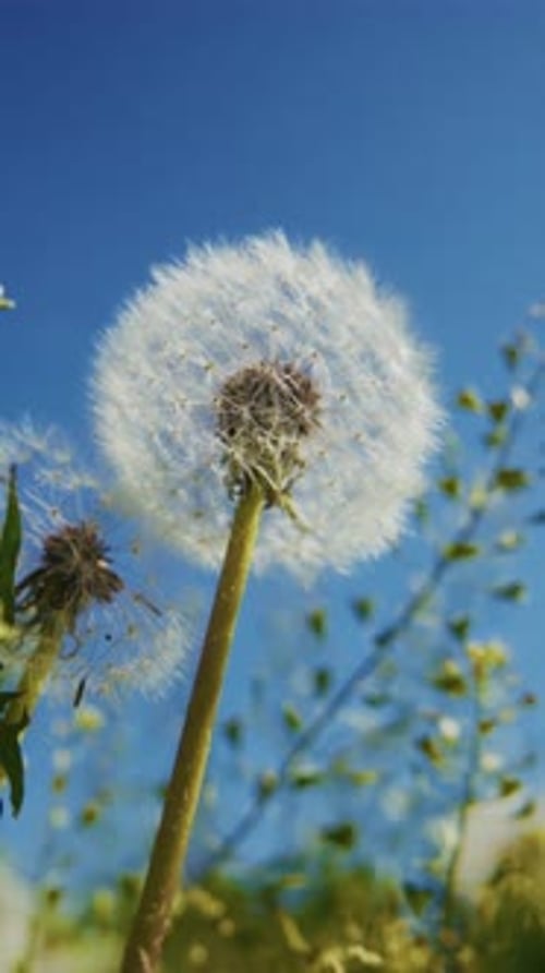 Soft White Puffs Against Clear Blue Sky