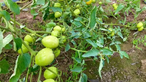 fresh green tomatoes