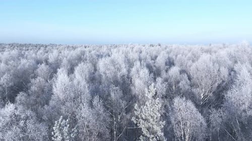 Wald im Schnee