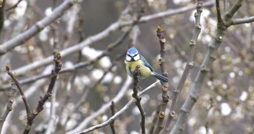 Eurasian Blue Tit